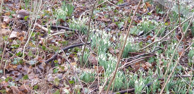 Foto: Karin Bandomir