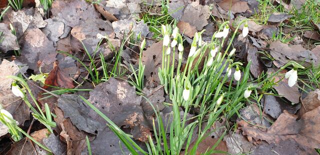 Foto: Karin Bandomir