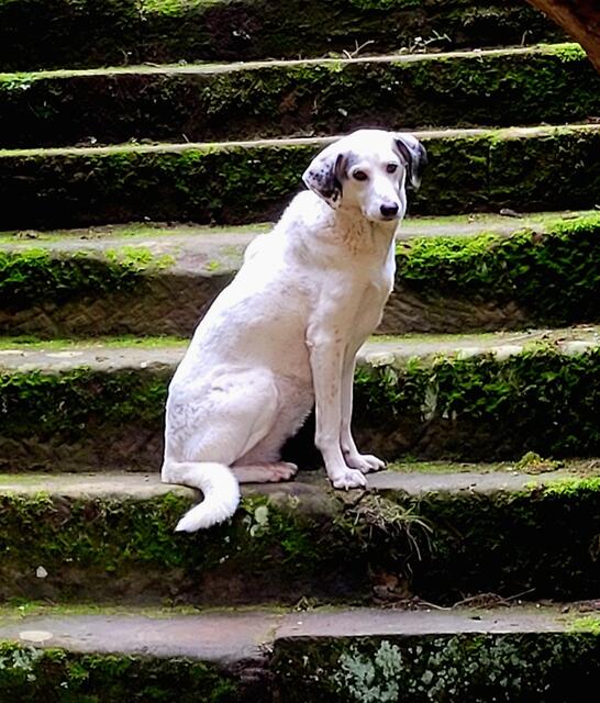 Burgruine Gräfenstein  | Foto: Markus Pacher