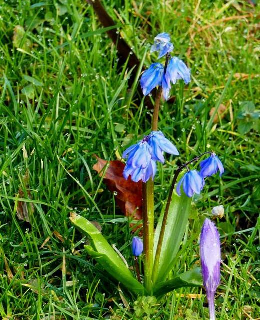 Blausternchen im Schloßgarten Karlsruhe | Foto: Marlene Deck