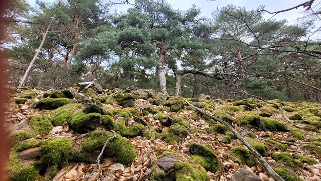 Keltenwall | Foto: Markus Pacher