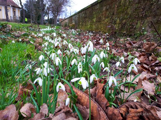 Schneeglöckchen an der Parkmauer Limburgerhof  | Foto: Soraja Eydam