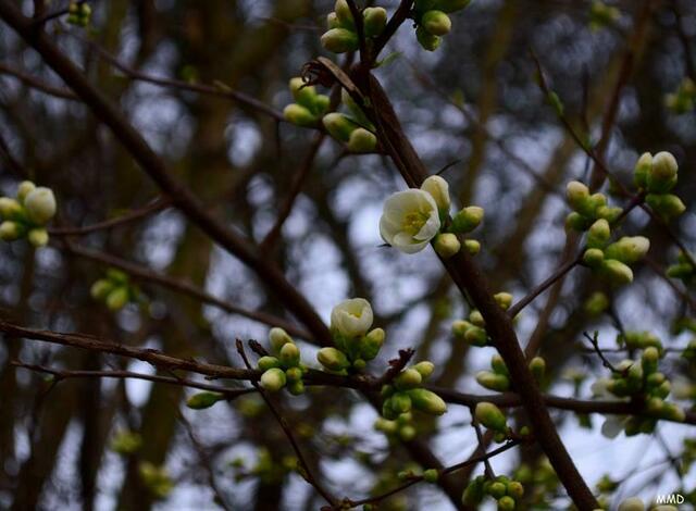 Zierquitte | Foto: Marlene Deck