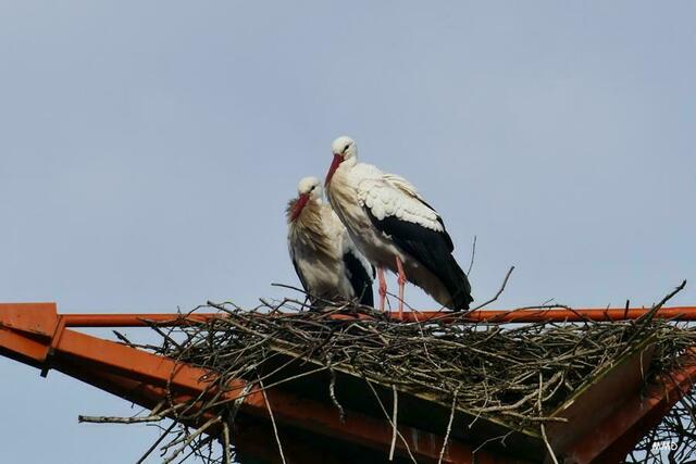 Storchenpaar Neureut | Foto: Marlene Deck
