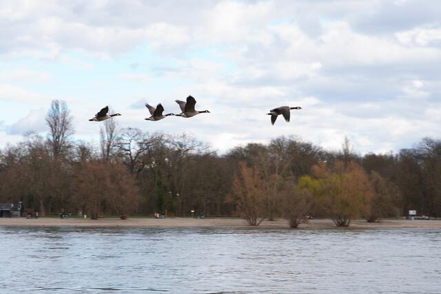 Gänse im Überflug dem Rhein lang | Foto: Lutz Blohm