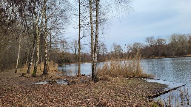 Baggersee Jockgrim Ende Januar 2024 | Foto: Andrea Abt