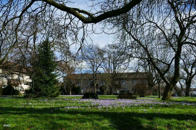 Krokusse | Foto: Marlene Deck