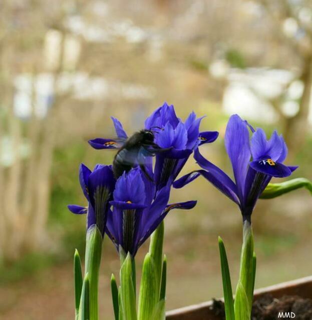 Blaue Holzbiene | Foto: Marlene Deck