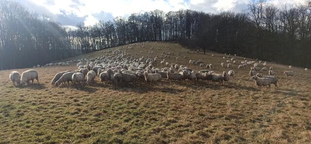 Schafherde der Schäferei Brendel am Schlossberg bei Wartenberg-Rohrbach | Foto: Stephen Wüstenberg Photographie - Wartenberg-Rohrbach