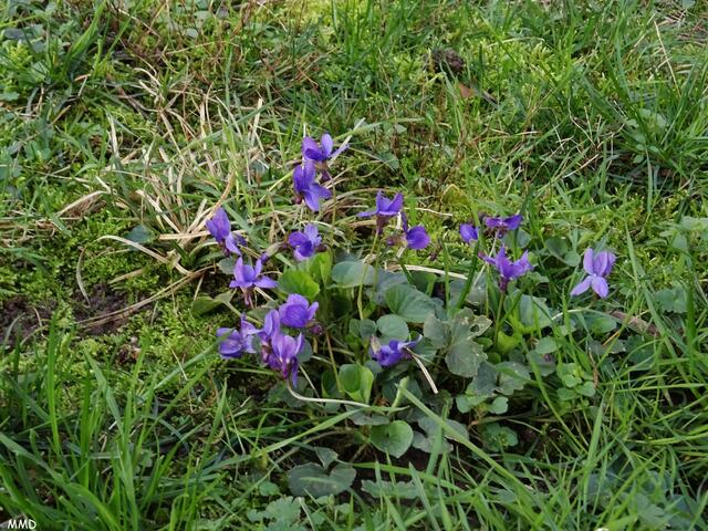 Duftveilchen (Märzveilchen) | Foto: Marlene Deck