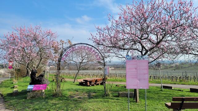 Der Mandel-Lehrpfad in Gimmeldingen | Foto: Markus Pacher