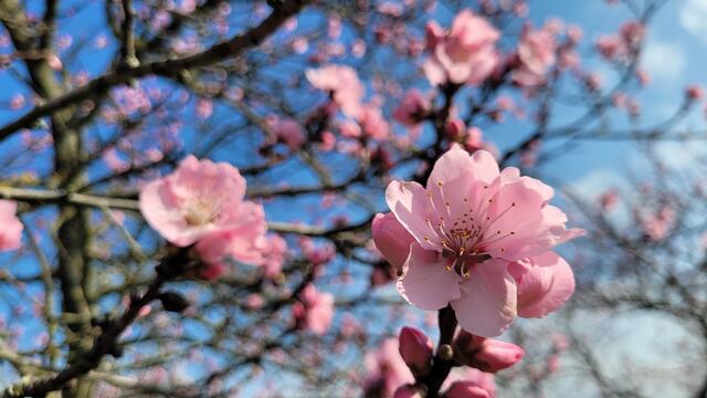 Das Mandelblütenfest in Gimmeldingen steht vor der Tür | Foto: Markus Pacher