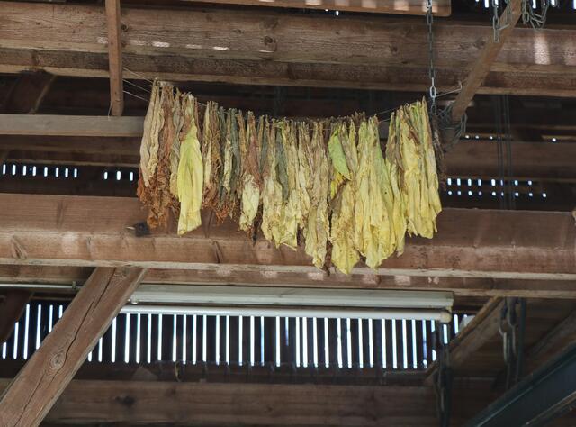 Tabakblätter im Schuppen zum Trocknen aufgehängt | Foto: Heike Schwitalla