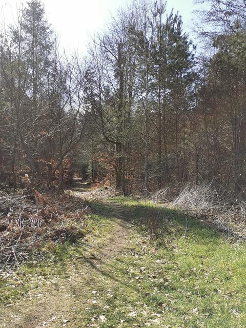 es geht durch den wildromantischen Bienwald, wo man mit etwas Glück auch die seltenen Wildkatzen erspähen kann | Foto: Heike Schwitalla