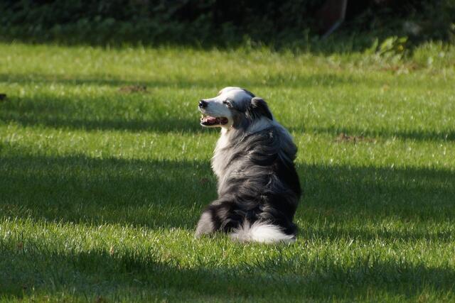 Foto: VdH Iggelheim 1910e.V.