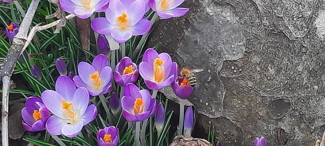 Die ersten Bienen und Hummeln sind schon unterwegs.   | Foto: Kristin Hätterich 