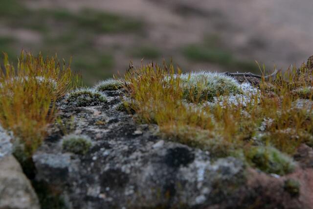 Moos auf einer alten Sandsteinmauer | Foto: Franz-Walter Mappes