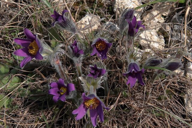Die Küchenschelle ist eine ganz besondere Schönheit in der Natur | Foto: Franz-Walter Mappes