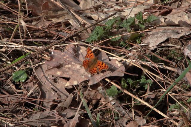 Dank der milden Temperaturen ist der C-Falter seiner Zeit weit voraus | Foto: Franz-Walter Mappes