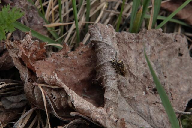 Es wird Frühling, auch bei den gemeinen Feldschwebfliegen | Foto: Franz-Walter Mappes