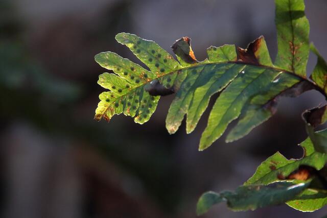 Tüpfelfarn im Sonnenstrahl | Foto: Franz-Walter Mappes