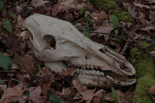 Manche Tiere bekommt man selten lebend vor die Linse: Aber auch der Wildschweinschädel, den ich im Unterholz entdeckte, zählt als Beobachtung | Foto: Franz-Walter Mappes