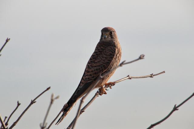 Der Turmfalke lauert auf Beute | Foto: Franz-Walter Mappes