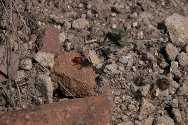 Die rotschwarze Wespenbiene sonnt sich | Foto: Franz-Walter Mappes