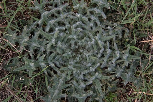 Man muss nur genau hinschauen: Die gewöhnliche Kratzdistel ist schon eine besondere Schönheit | Foto: Franz-Walter Mappes