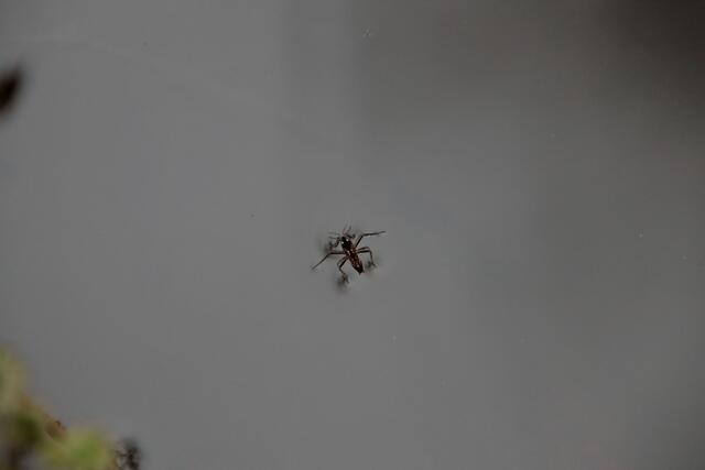 Der gemeine Bachläufer zählt zur Gattung der Wanzen | Foto: Franz-Walter Mappes