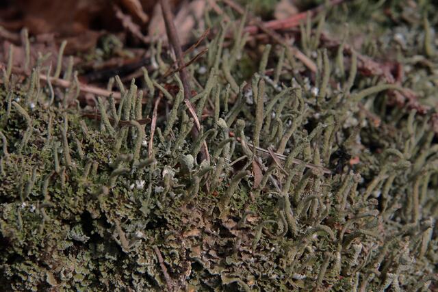 Auch die schlanke Becherflechte gilt als selten und gefährdet | Foto: Franz-Walter Mappes