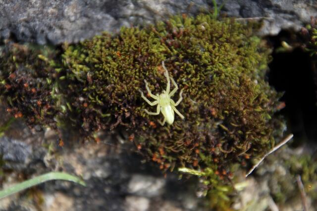Ein seltenes Exemplar: Die grüne Huschspinne war 2004 "Spinne des Jahres" und gilt als gefährdet | Foto: Franz-Walter Mappes