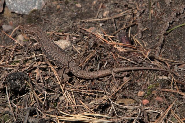 Mit den warmen Sonnenstrahlen kommen auch die Mauereidechsen aus ihren Verstecken | Foto: Franz-Walter Mappes