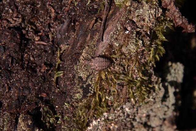 Gut getarnt hat sich der Ameisenlöwe, der auf vorbeilaufende Kleintiere wartet, die ihm als Beute dienen | Foto: Franz-Walter Mappes
