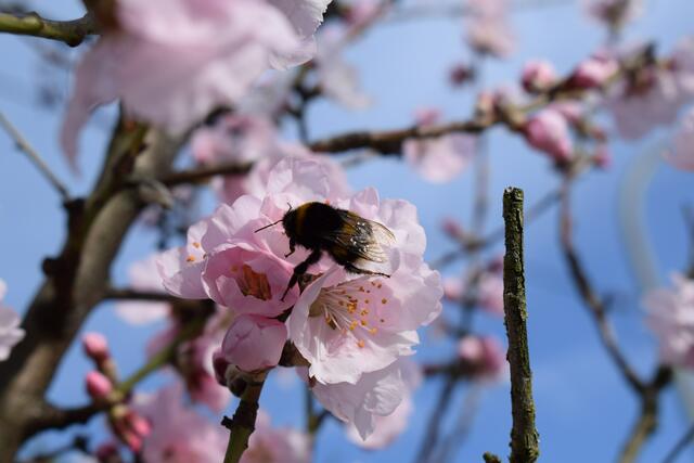 Auch die Hummeln und Bienen freuen sich über die beginnende Mandelblüte | Foto: B. Bender