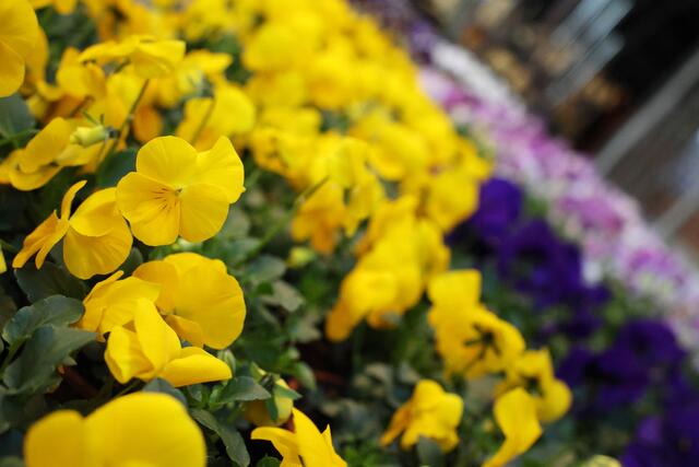 Foto: Dennis Christmann/Lebenshilfe Südliche Weinstraße