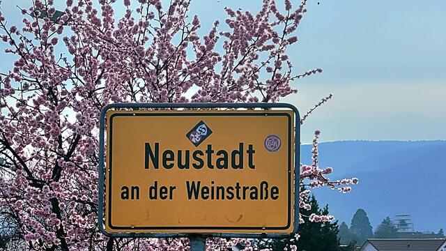 Das Mandelblütenfest: Aushängeschild für Neustadt | Foto: Markus Pacher