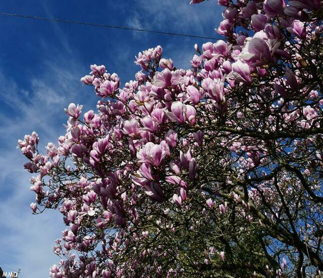 Magnolien | Foto: Marlene Deck