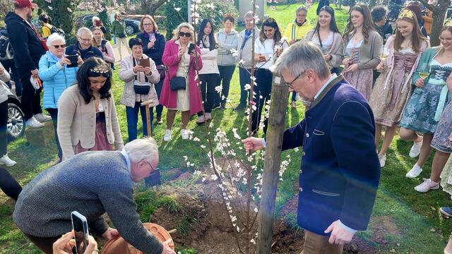 Unter Anleitung von Matthias Frey wird ein neues Mandelbäumchen gepflanzt. | Foto: Markus Pacher