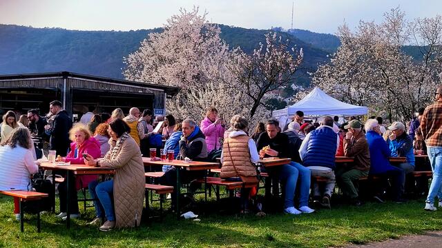 Frühlingsstimmung im rosa Blütenmeer | Foto: Markus Pacher