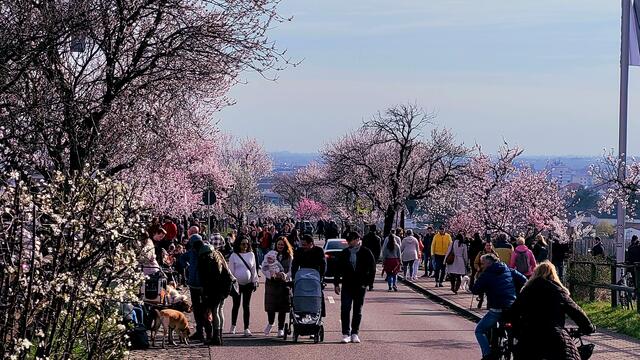 Dichtes Gedränge auf der Mandelmeile zwischen Neustadt und Gimmeldingen | Foto: Markus Pacher