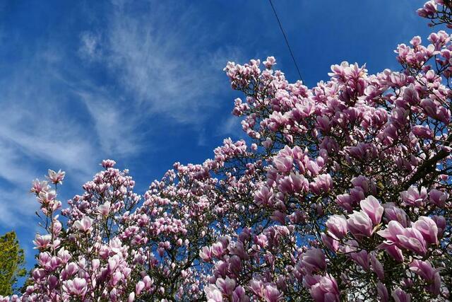 Magnolien | Foto: Marlene Deck