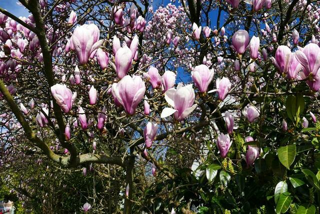 Magnolien | Foto: Marlene Deck