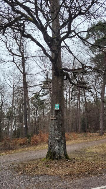 Gambsbuche | Foto: Markus Pacher