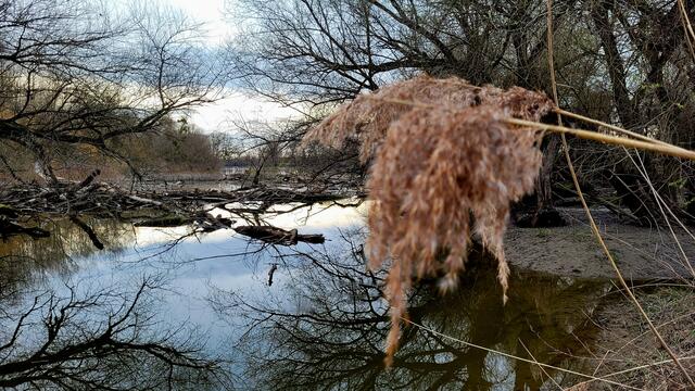 Tümpel, Sümpfe und Teiche prägen die Auenlandschaft bei Maximiliansau | Foto: Markus Pacher