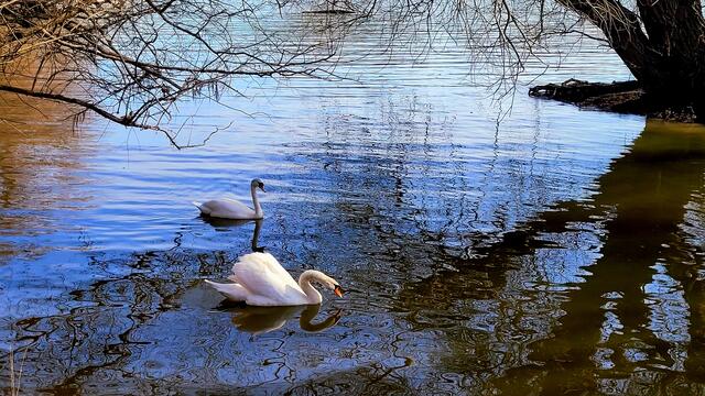 Der Rhein und seine Altrheinarme sind ein Paradies für Großvögel | Foto: Markus Pacher