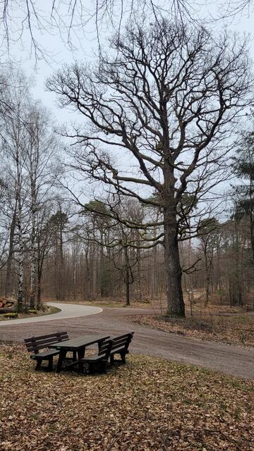 Die Gambsbuche verfügt über einen kleinen Wanderparkplatz | Foto: Markus Pacher