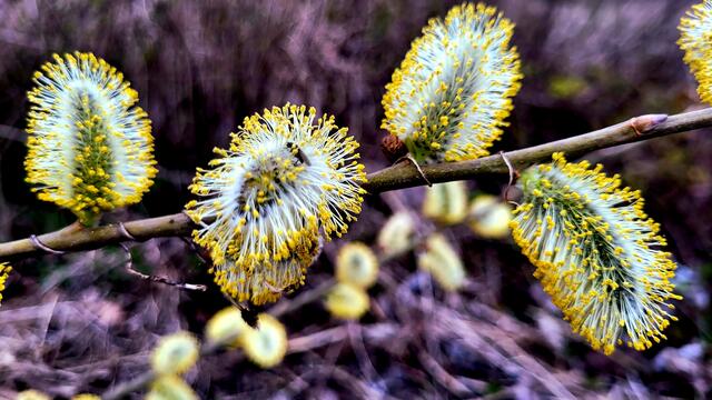 Frühlingserwachen im Goldgrund | Foto: Markus Pacher