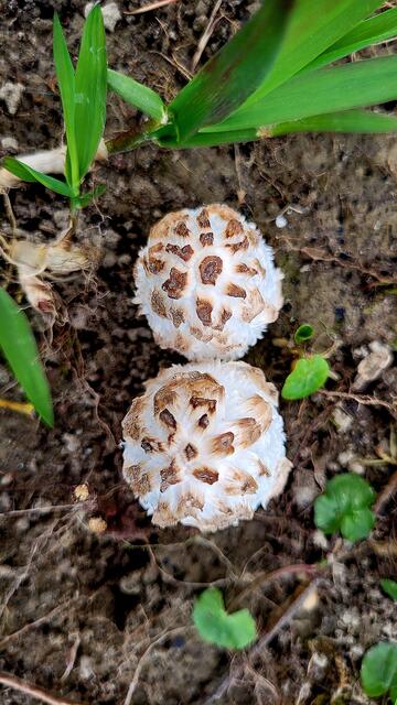 Selten Frühlingspilze säumen den Weg entlang des Rheinufers | Foto: Markus Pacher