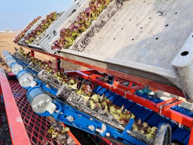 Im Gemüsegarten Pfalz kommen die jungen Salatpflanzen mit speziellen Pflanzmaschinen in den Boden.  | Foto: Gemüsegarten Pfalz